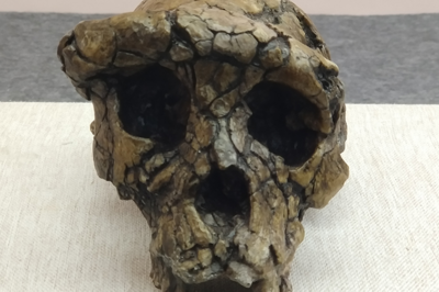 研究发现人类祖先700万年前直立行走的新证据