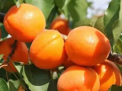 农品“出圈”，青岛一区两年拿下四个“国字号”