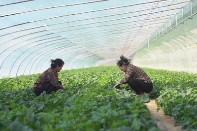 事关蔬菜制品生产，市场监管总局向社会公开征求意见