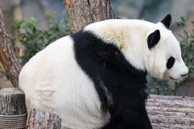 成都警方通报：二人炮制熊猫虚假新闻被行政拘留