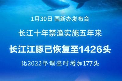 1426头！长江江豚数量实现恢复性增长