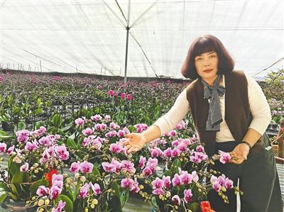 售价下降小花型受宠，10万株蝴蝶兰成年宵花“顶流”