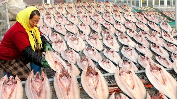 青岛即墨：春节临近晒鱼忙