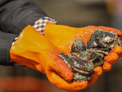 曾经的“名贵食材”卖出“白菜价”，中国是怎么把鲍鱼价格“打下来”的？