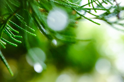 今日雨水，东风解冻湿寒散，疏肝健脾早春安