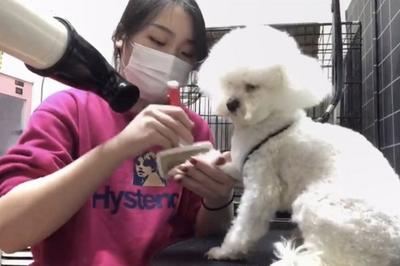 服务质量参差不齐，上门喂养宠物服务该如何规范