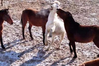 嘿，你知道军马怎么敬军礼吗？