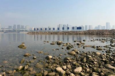 全人工繁殖的中华鲟孵化出首批鱼苗