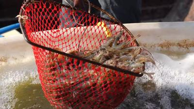 “海上山东”海洋文化主题微纪录片｜第6集《向海代“盐”》