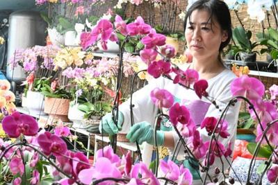 年味愈浓，青岛这里蝴蝶兰热销