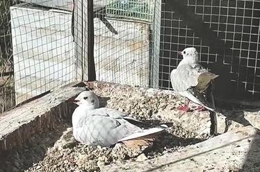 “泥浆勇士”爬行百米救红嘴鸥，抢在涨潮前救下被气球绳缠住的海鸥