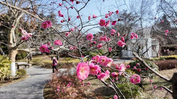 青岛中山公园梅花初绽！预计3月中旬迎盛花期