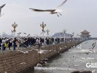 万鸥翔集，“舞热”青岛冬游