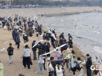 万鸥翔集，“舞热”青岛冬游