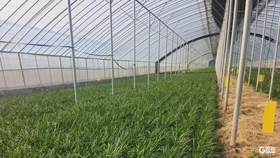 【新春走基层】头茬韭菜赶“年集”