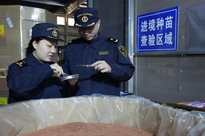 进境种苗通关提速为春耕添动力！青岛海关打造种苗进口“一站式”通关服务模式