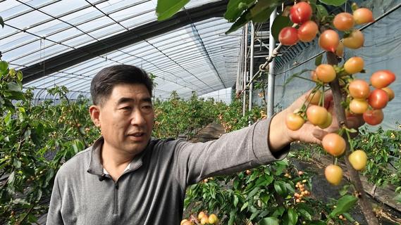 甜上枝头，青岛这里的大棚樱桃熟了