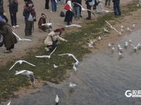 万鸥翔集，“舞热”青岛冬游