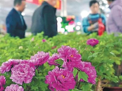 新春走基层丨60万盆菏泽牡丹逆季“赴约”