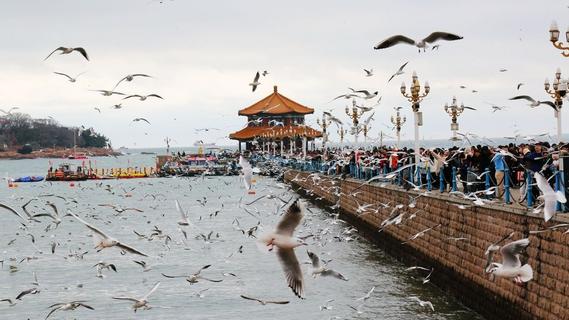 不止春节！这波“追鸥热”，青岛持续霸屏