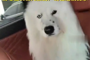 山东狗狗在安徽服务区走丢，被好心人误以为流浪狗带去重庆、湖南玩了一圈