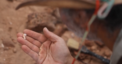 研究人员发现迷你恐龙化石，仅乌鸦大小