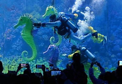 山东青岛：水下“赛马”贺新春