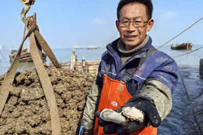 1600万斤上岸，“蛎”争上游！青岛这里两万多亩海蛎子产值达2000多万元