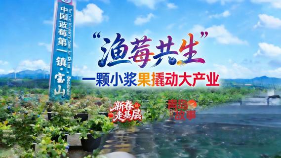 新春走基层丨“渔莓共生”！一颗小浆果撬动大产业