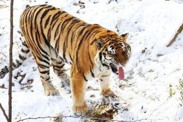 濮阳市中心动物园园长被停职、配合调查，饲养员被责令公开道歉