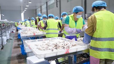 小故事·大战略丨菌菇“活”了，国企“醒”了