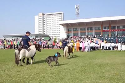 别人家的大学！青岛高校开设“骑马养马”专业