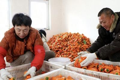 节后首单，青岛这里2500余斤三色彩椒数秒即售罄