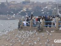 万鸥翔集，“舞热”青岛冬游