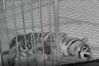 离谱！河南一动物园隐瞒小老虎死讯，用录屏冒充直播欺骗打赏，官方通报→ 