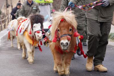 青岛又一景区官宣：属马的游客可免费游园