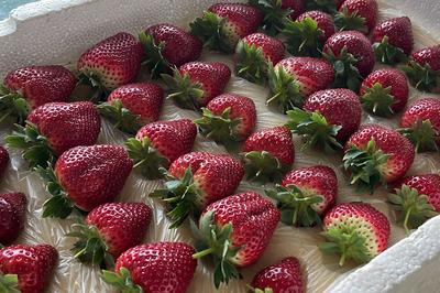 被稱為草莓界“愛馬仕”的“黑草莓”：平度大棚直銷僅50-60元/斤