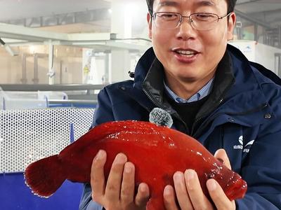 新春走基层丨北纬37度游来两条热带红鱼