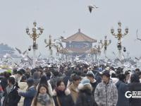 万鸥翔集，“舞热”青岛冬游