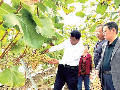 带动全村种植葡萄超1500亩，“青岛榜样”高维玉：誓将“穷根”变“富苗”