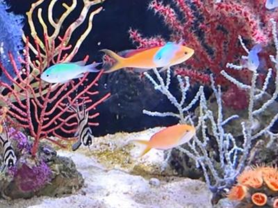 新春走基层｜沂蒙山区乡亲捧起“蓝色饭碗”