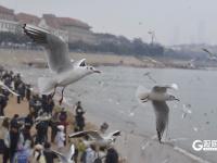 万鸥翔集，“舞热”青岛冬游