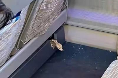 谁带活蜥蜴上了高铁，还不承认？铁路济南客运段通报