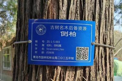 为未来留荫！青岛完成8200株“准古树”挂牌保护