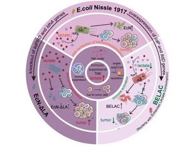 青科大在癌症免疫治疗领域取得新进展，为开发新一代细菌免疫疗法提供理论依据！