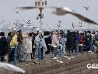 万鸥翔集，“舞热”青岛冬游