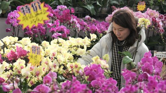 青島市第七屆年宵花節(jié)啟幕！近百個(gè)品種、上百萬株優(yōu)質(zhì)年宵花卉供市民選購