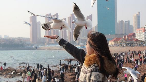 季节限定！在青岛，get一张海鸥“零距离”同框照