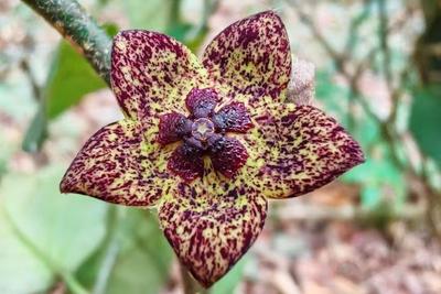 我国发现植物新物种“铜壁关醉魂藤”