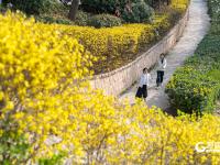 春暖花盛开 李村河春色醉人